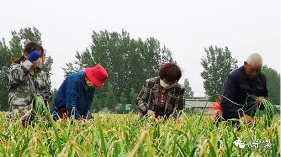 苍山蒜苗现时售价