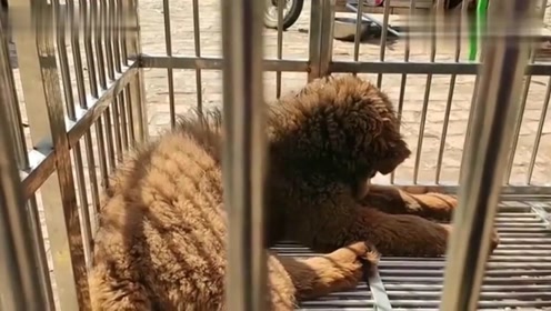 全新猎犬市场，明码标价，便捷买卖专区