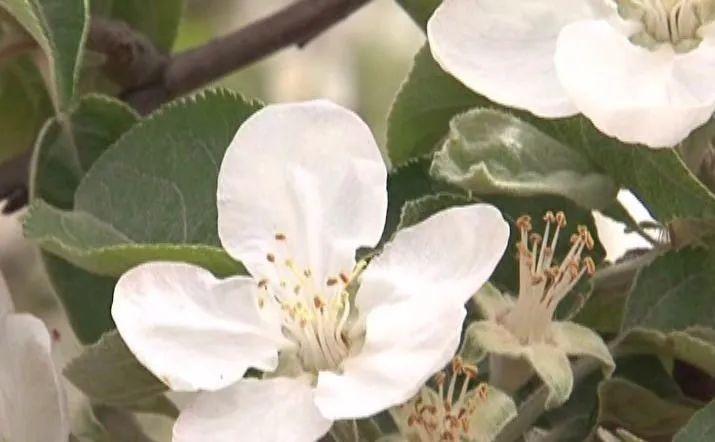 前沿揭秘：苹果树高效修剪秘籍大公开