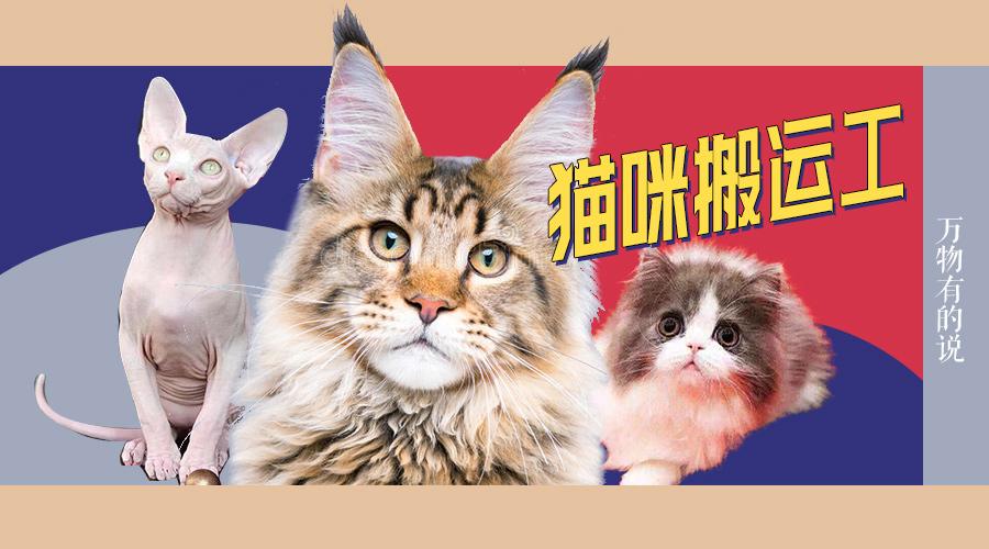 猫咪乐园全新网址大揭秘！